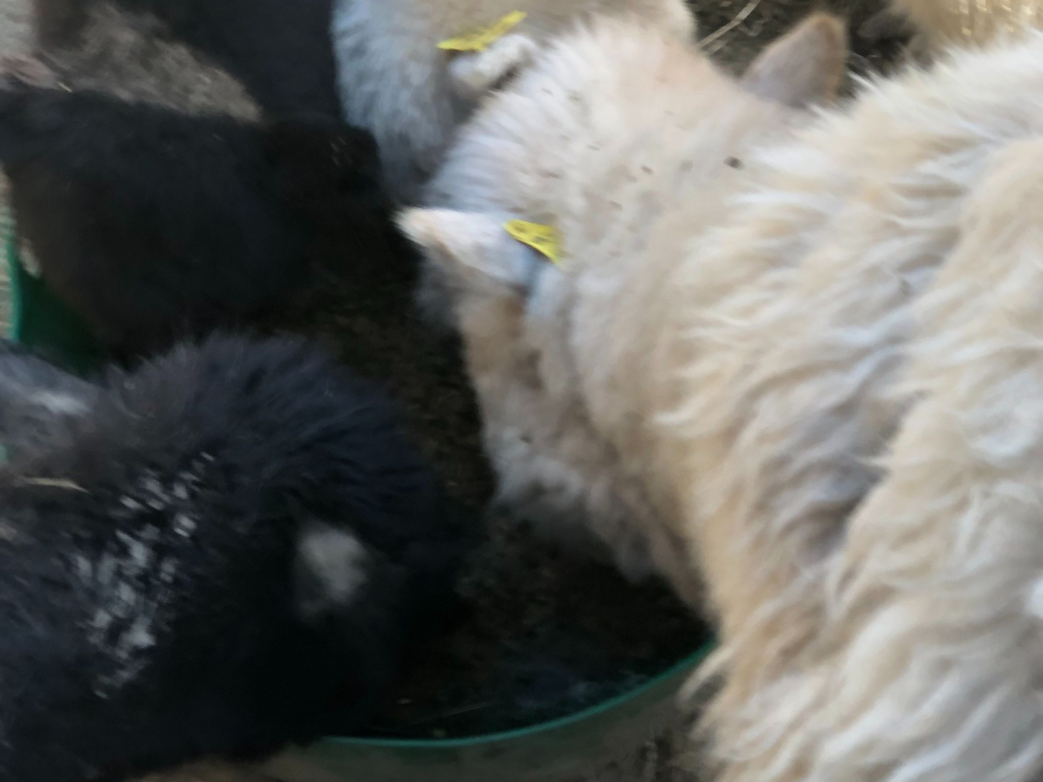 alpaca heads in feed bucket