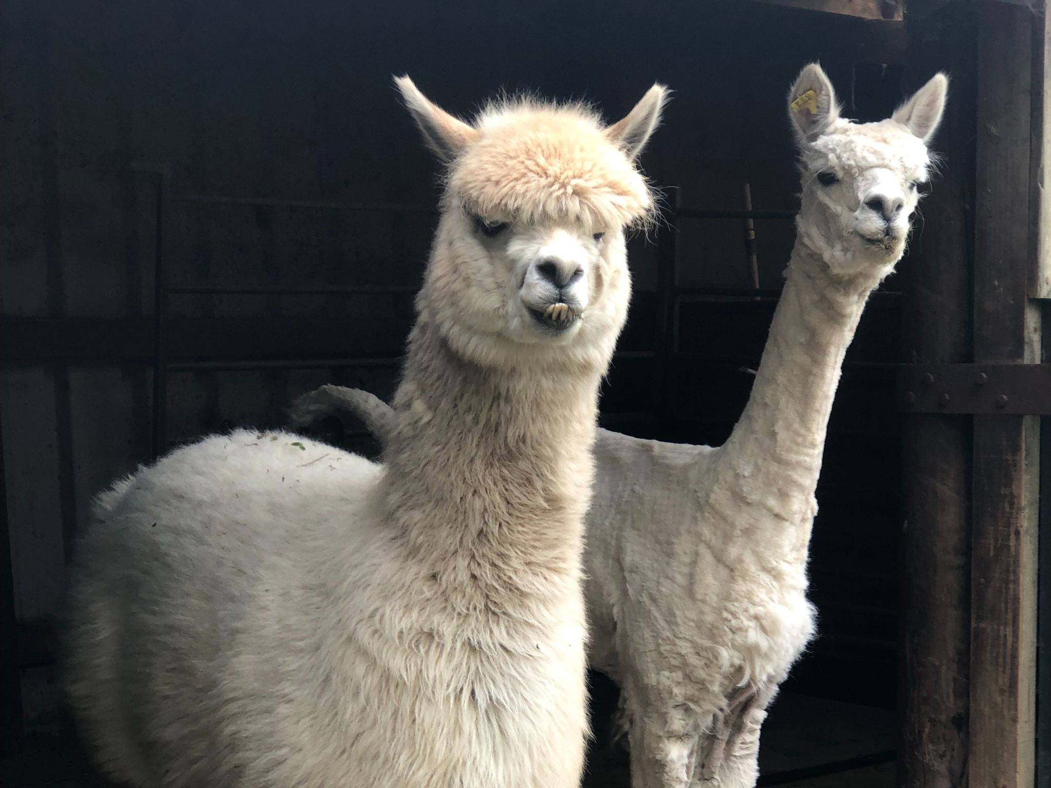 two white alpacas one sheared one not