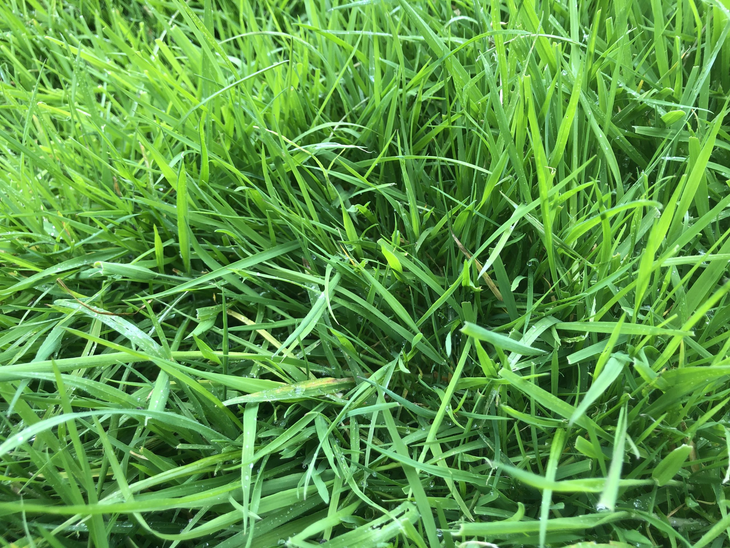 grass