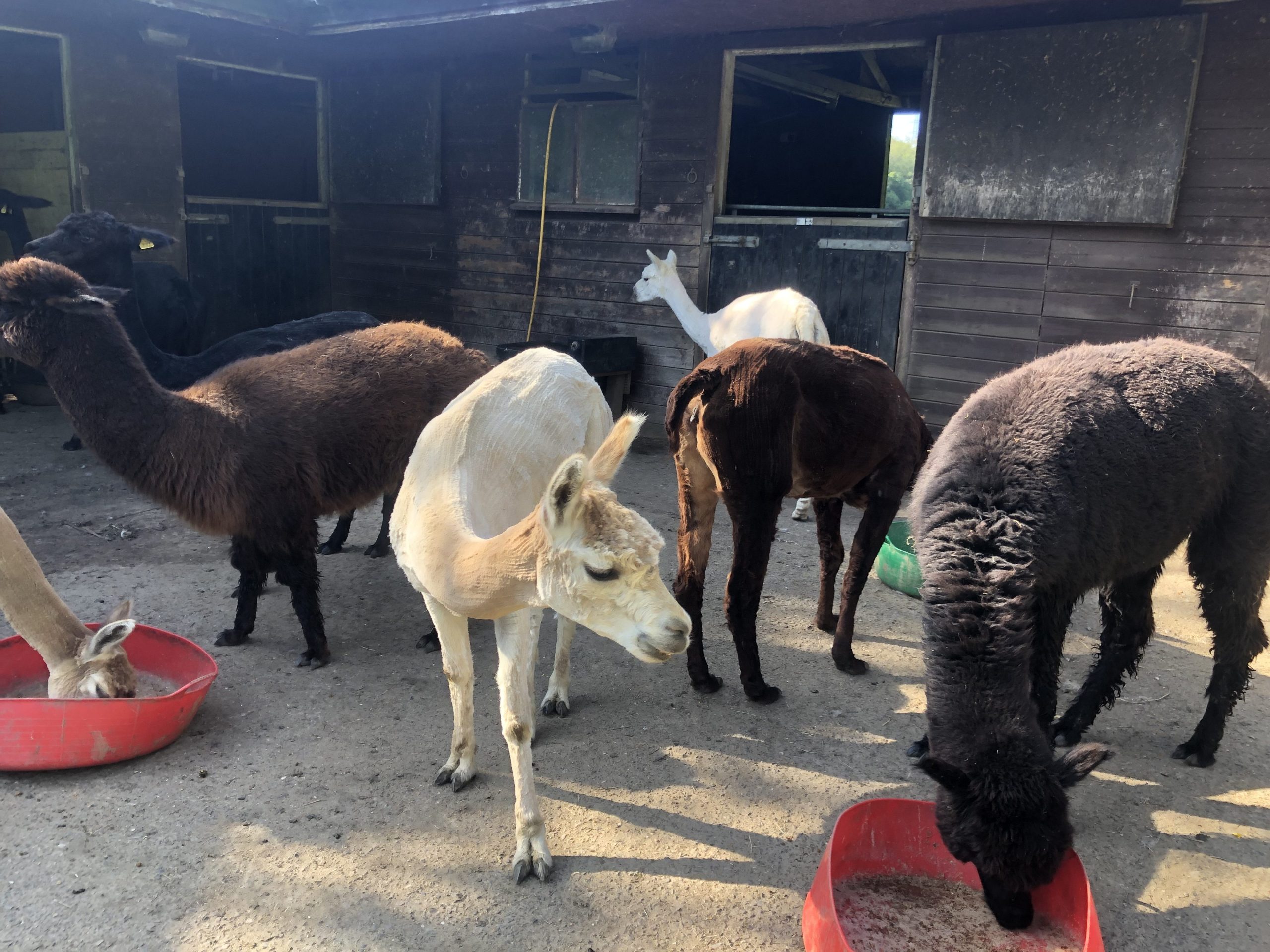 mix of sheared and full fleeced alpacas