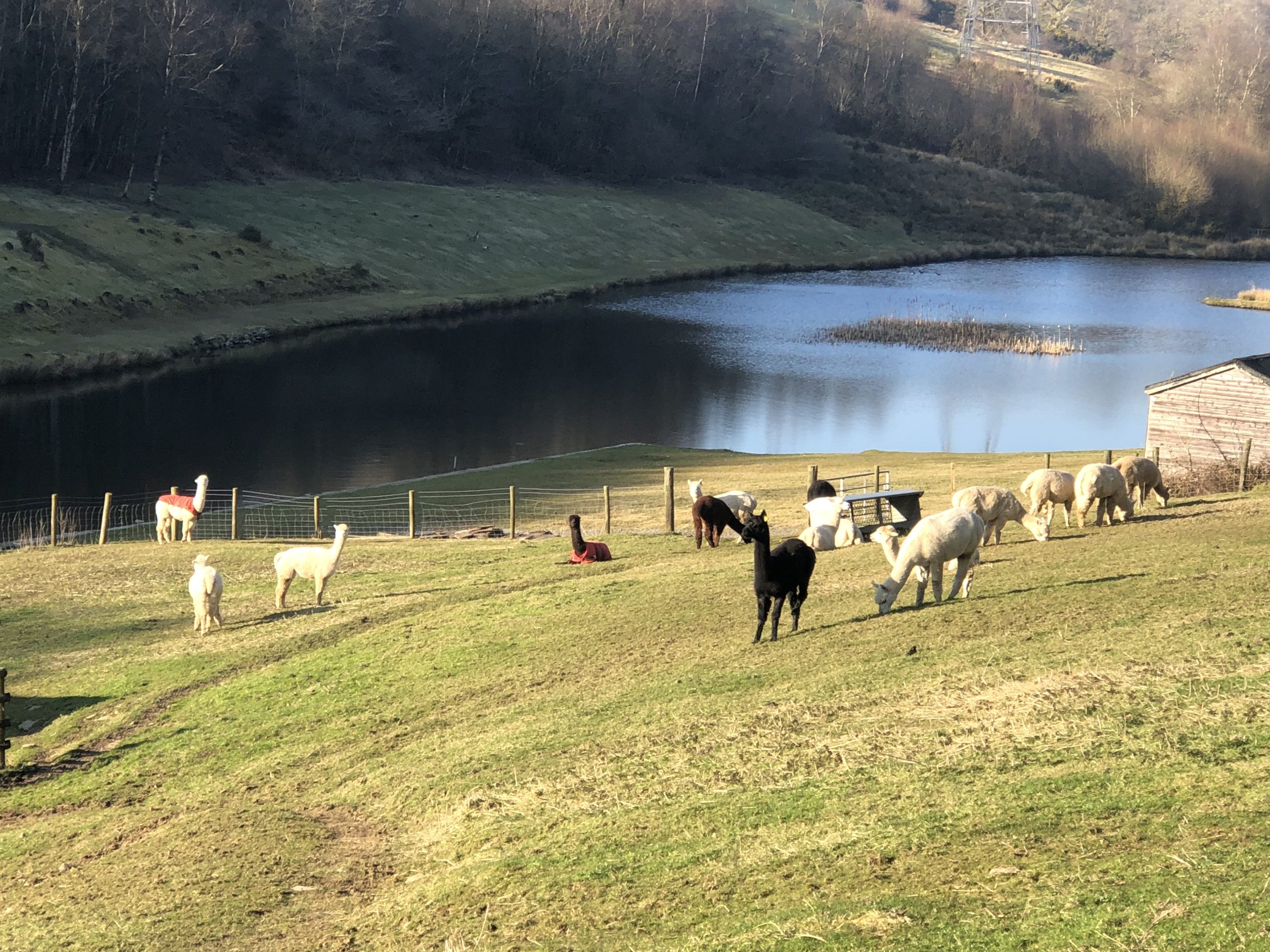 alpacas grazing in the sun with the lake in the background