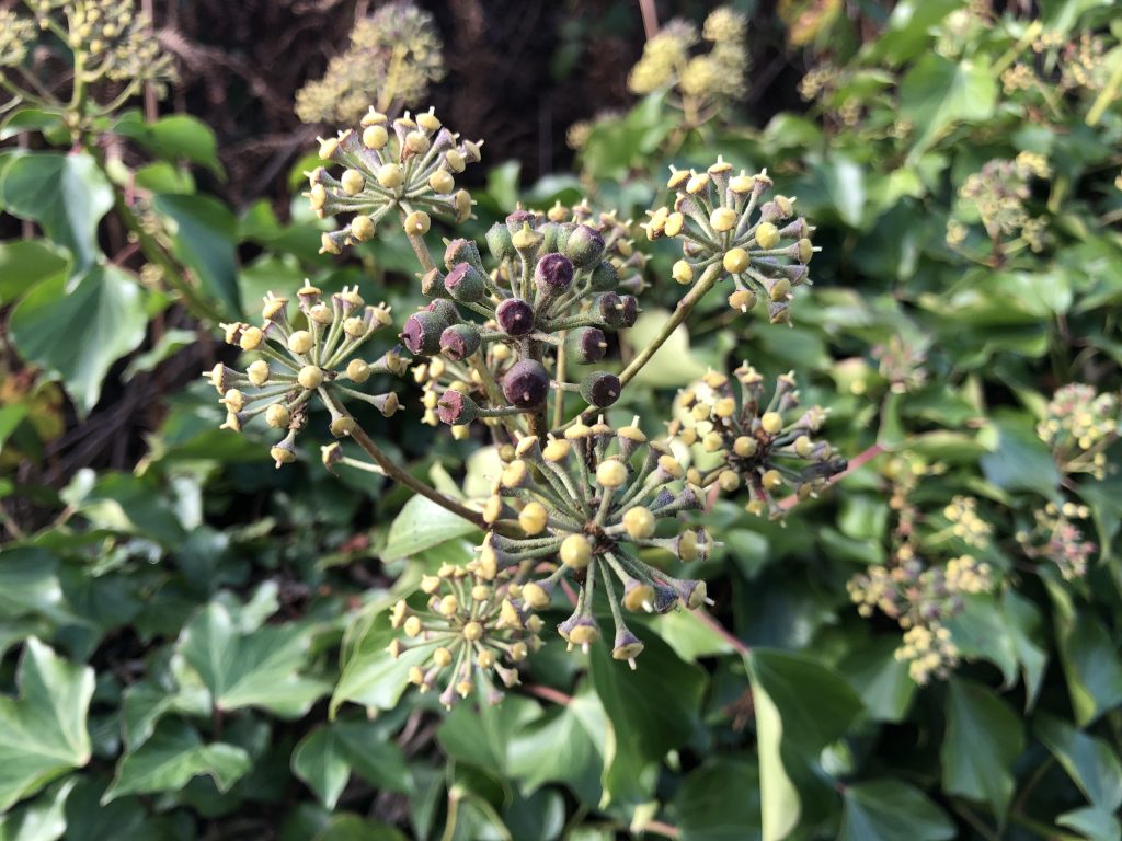 ivy flowers