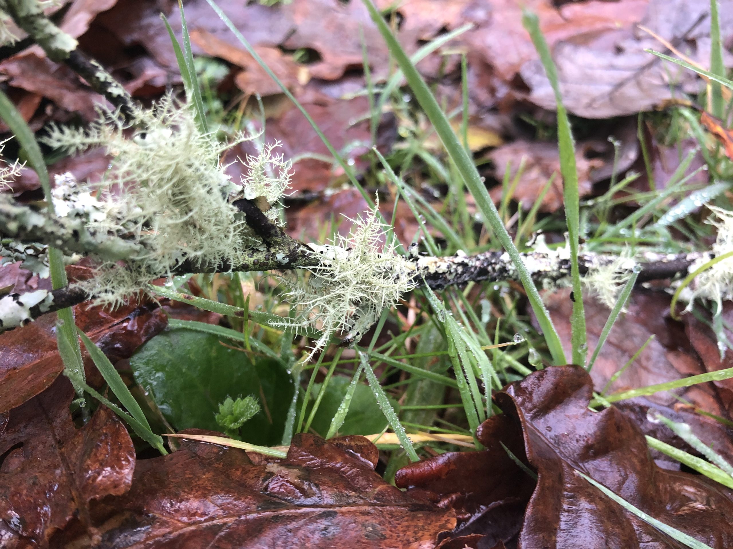 lichen on twigs with fallen leaves showing autumn colours