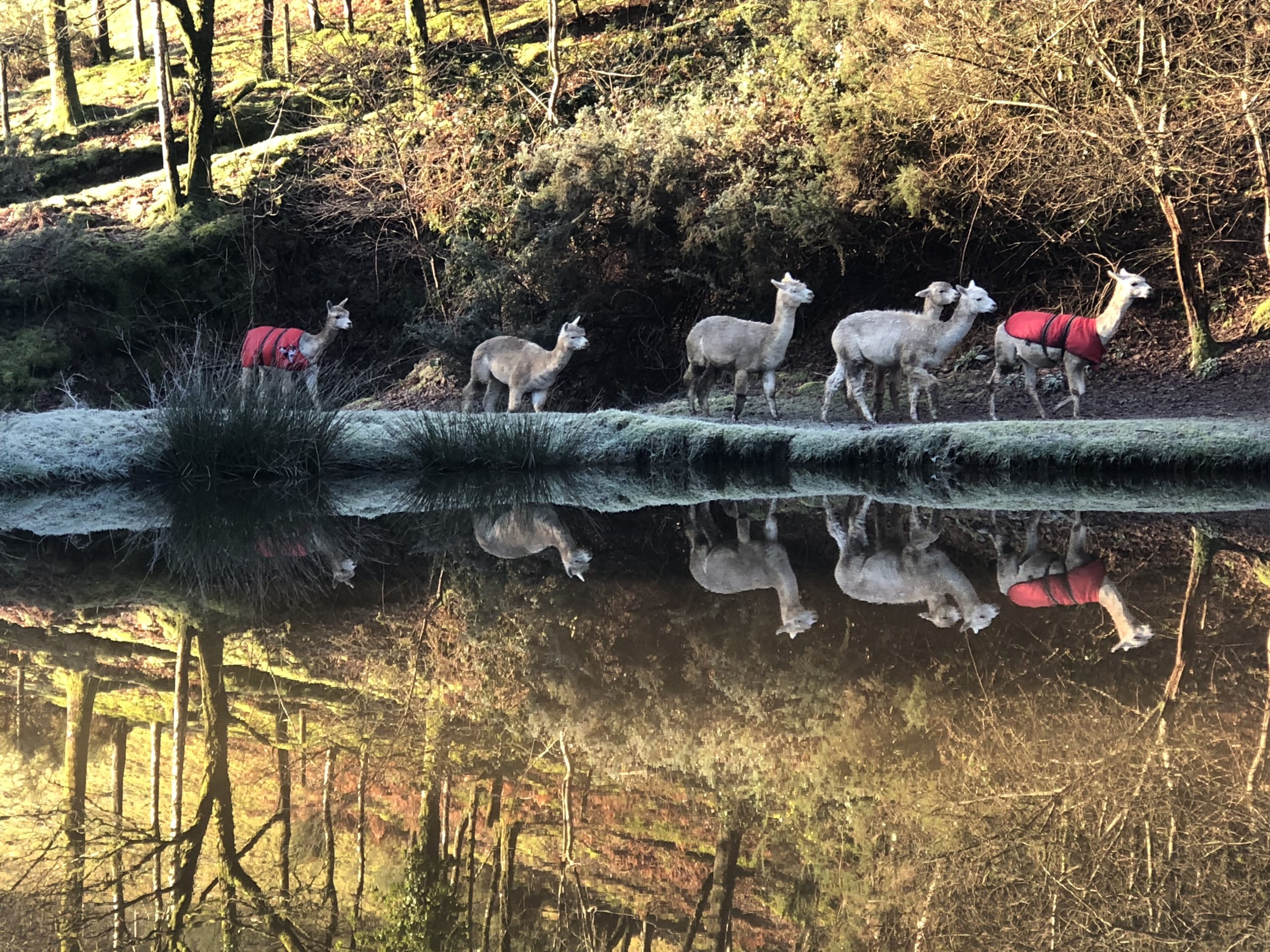 alpacas walking on a path reflected in the lake