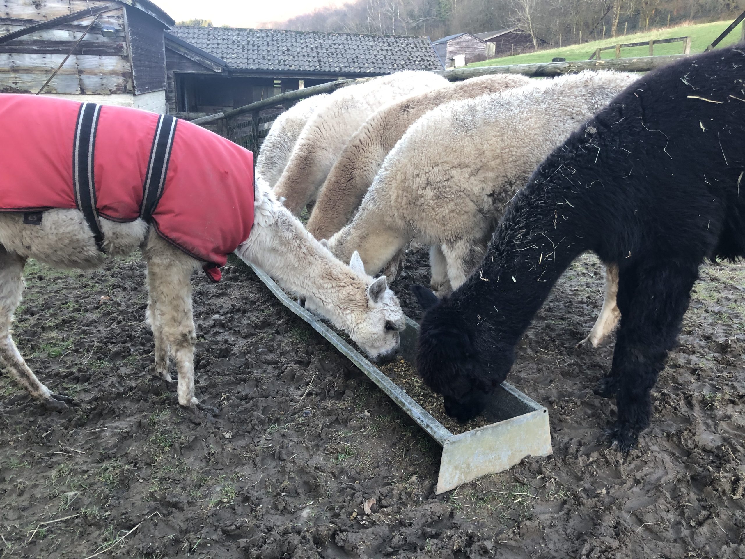alpacas in a row at a feeding trough with one wearing a red coat