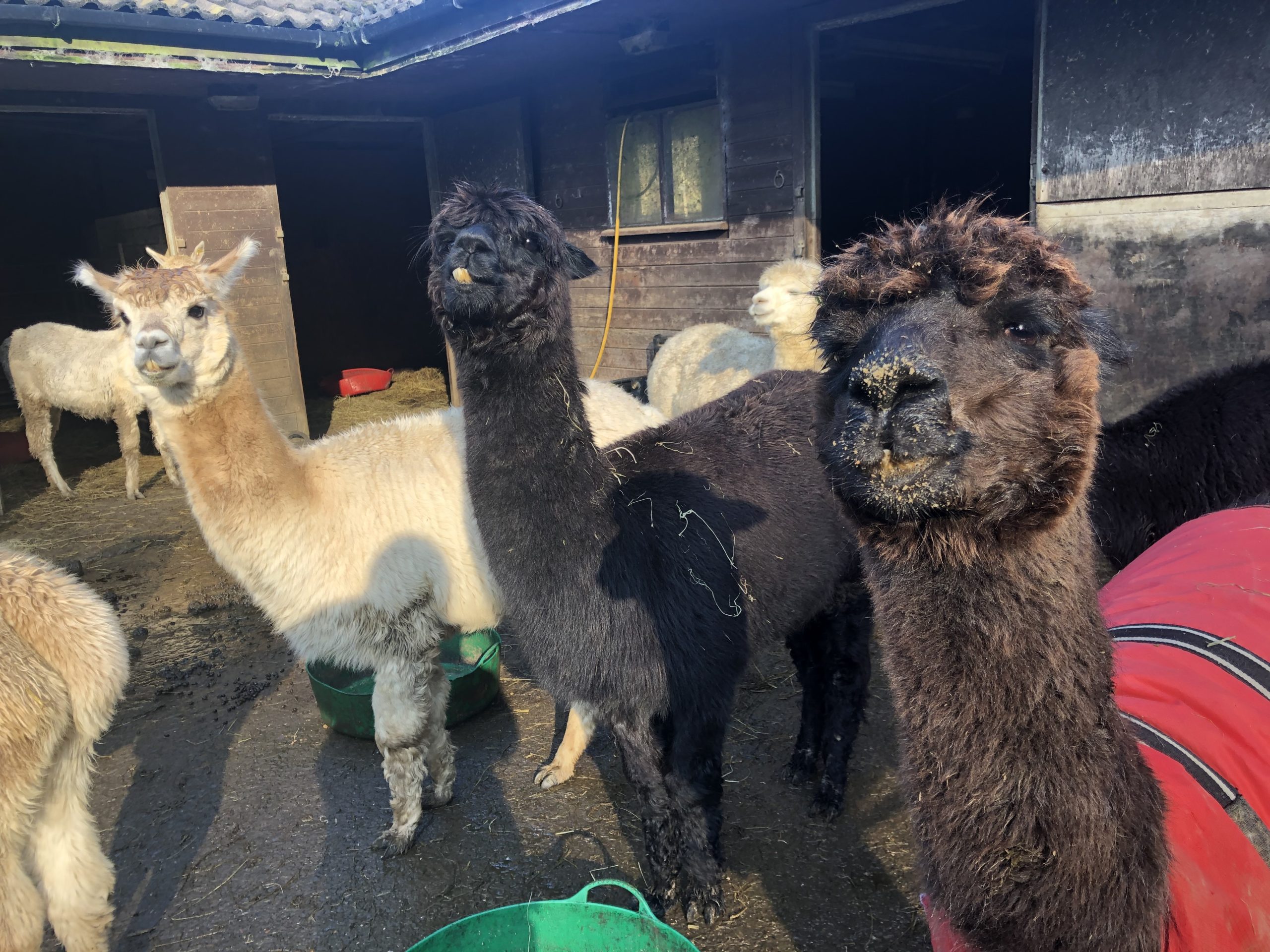 Alice the black alpaca enjoying breakfast with crumbs on her nose and her bright red coat