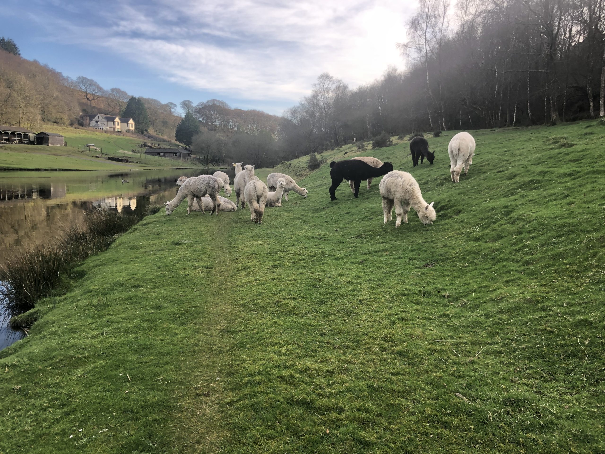 a collection of alpacas not in a hurry at the edge of the lake