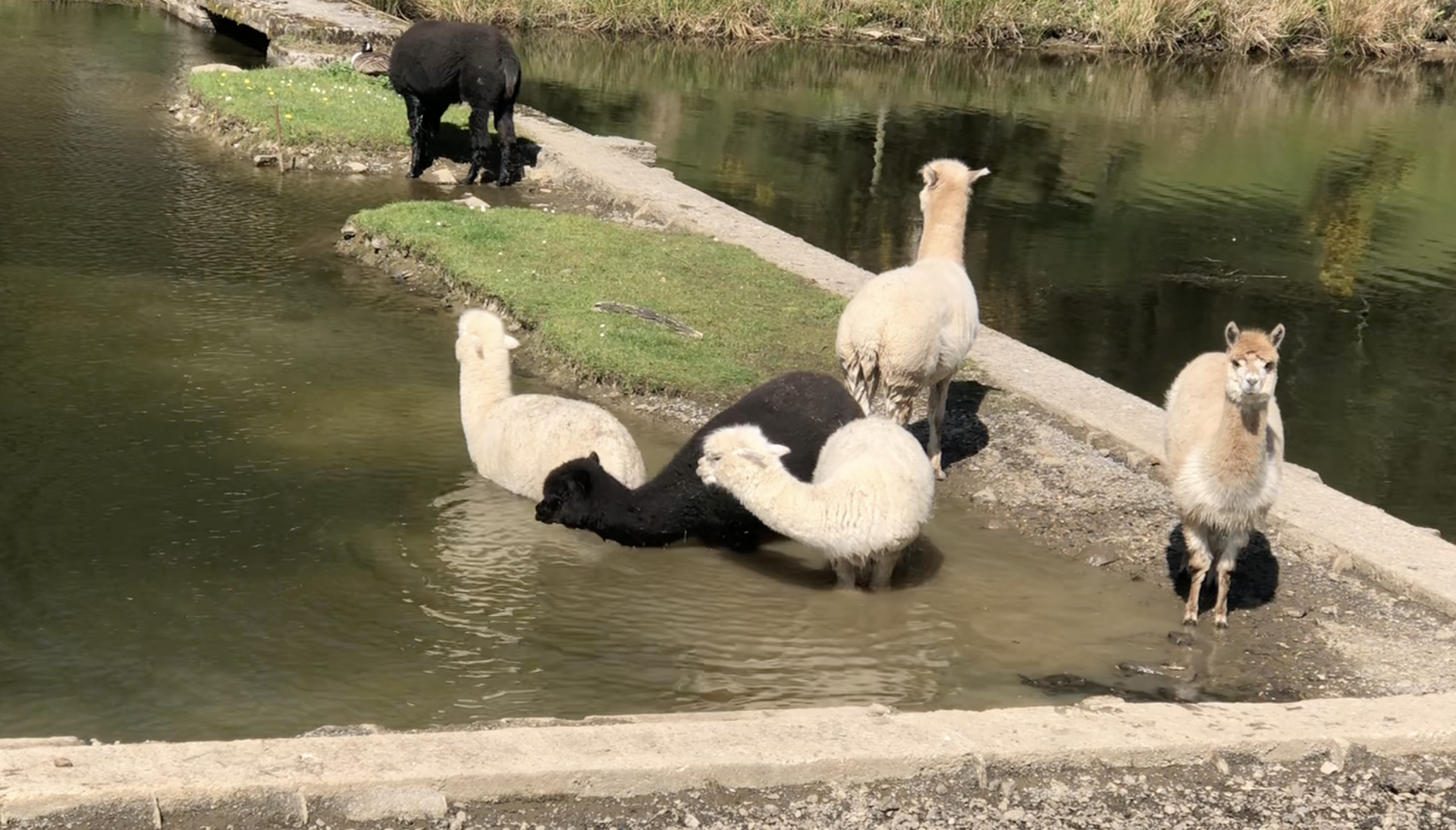 group of alpacas paddling by the edge of the lake