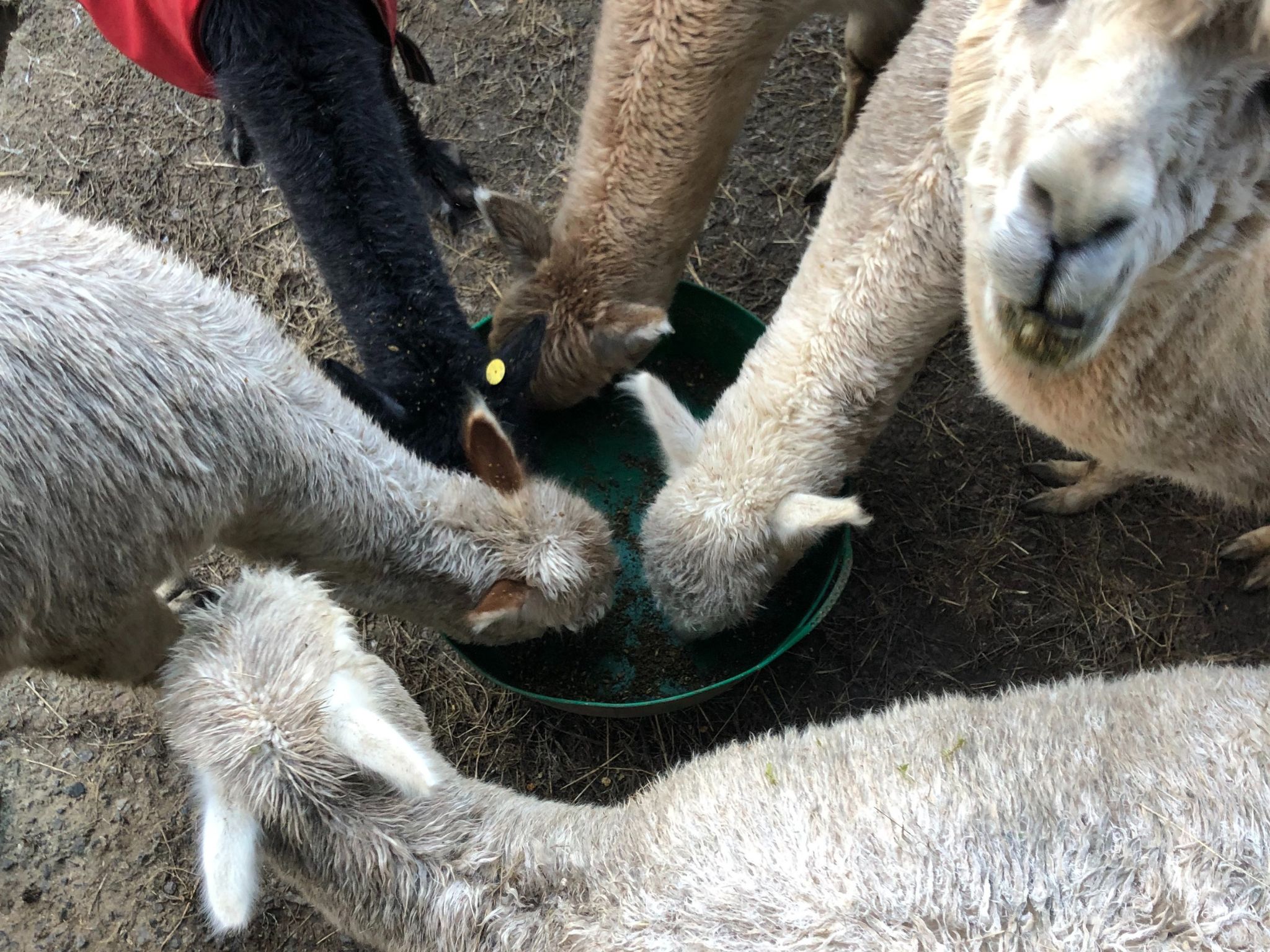 a collection of alpaca heads in the same bucket