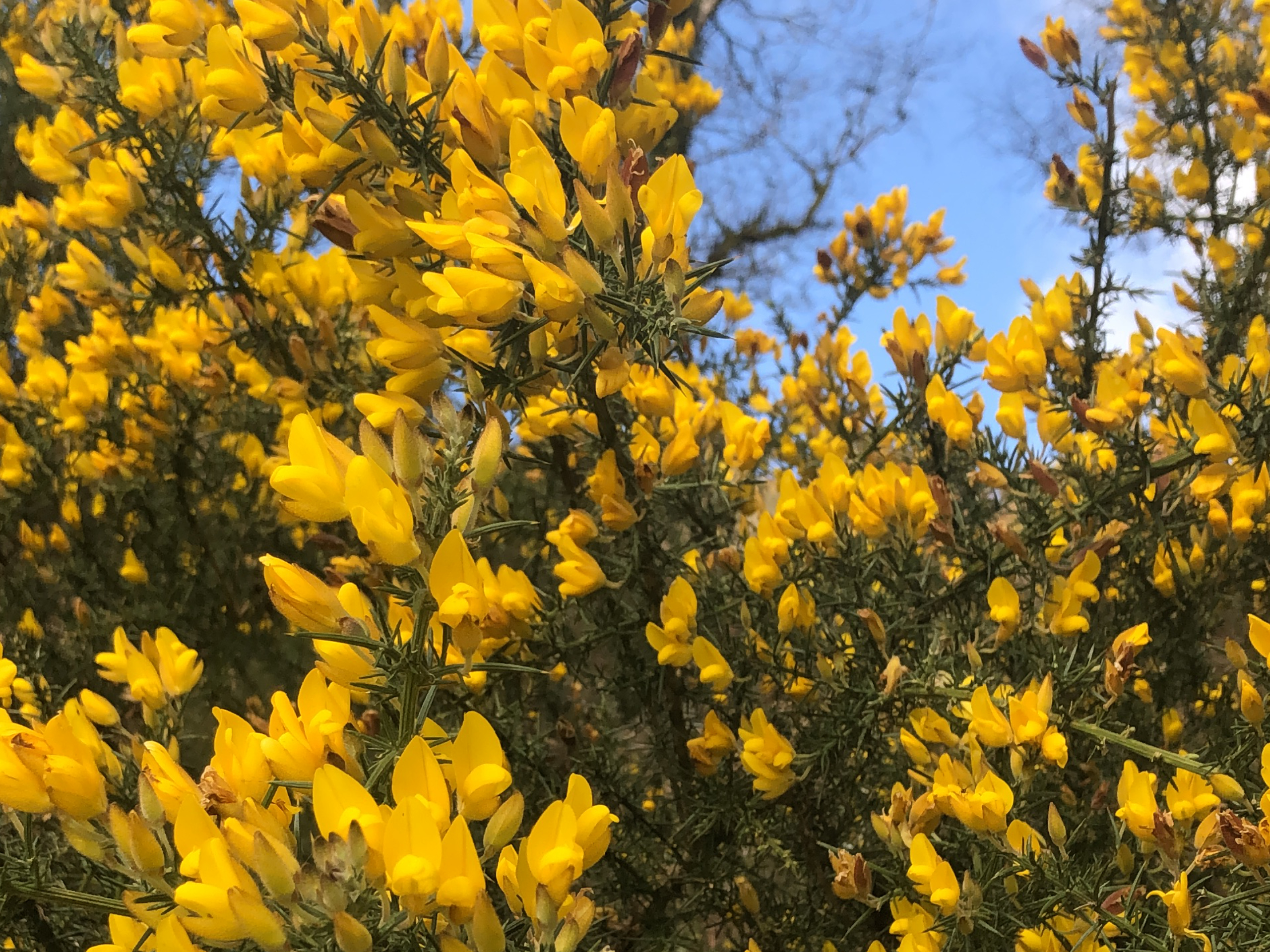 gorse in bloom with bright yellow flowers