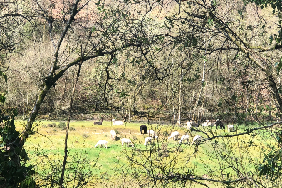 alpacas seen at a distance on the bankside through tree branches